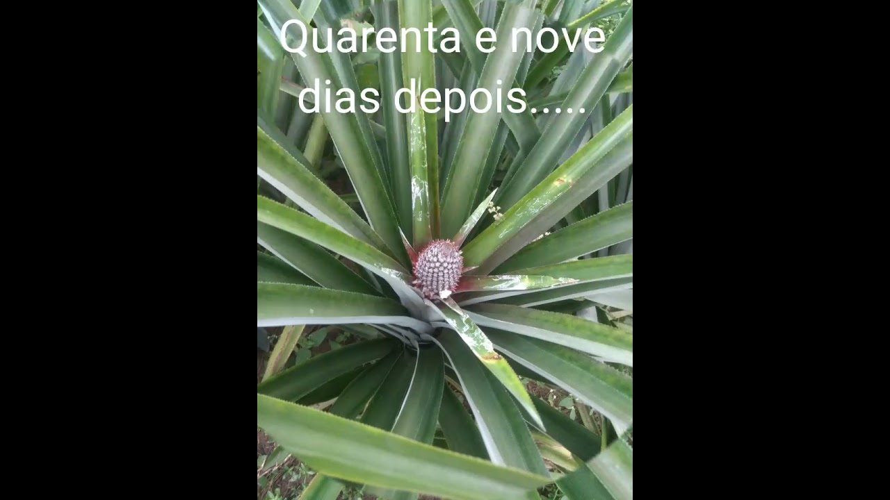 Indução Floral em abacaxi. Passo a passo.