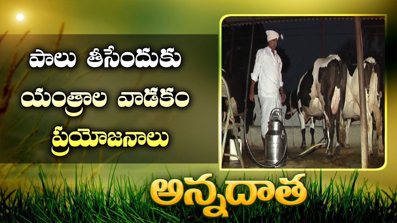 Milking Machine Usage | In Dairy Farms