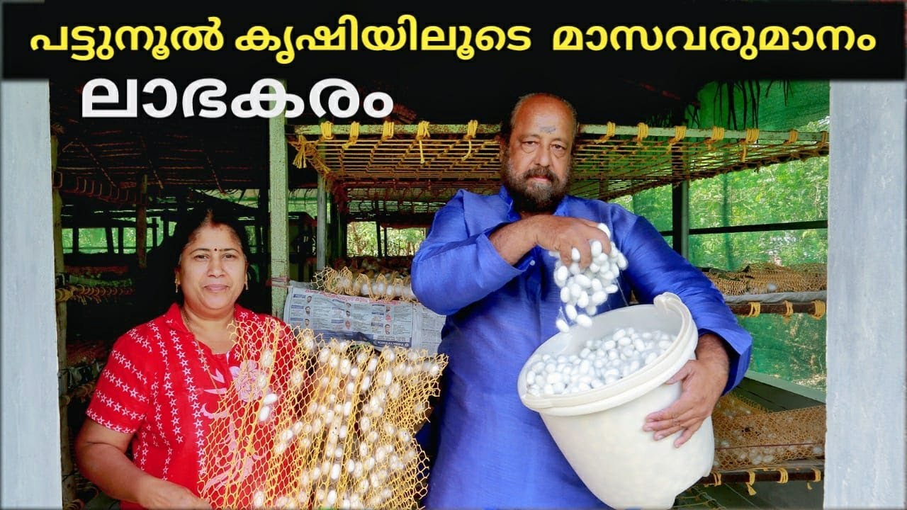 മാസവരുമാനം ഇനി ഈ കൃഷിയിലൂടെ 🤑💰💶/ pattunooll / silk worm farming #silksaree #silkworm #silk