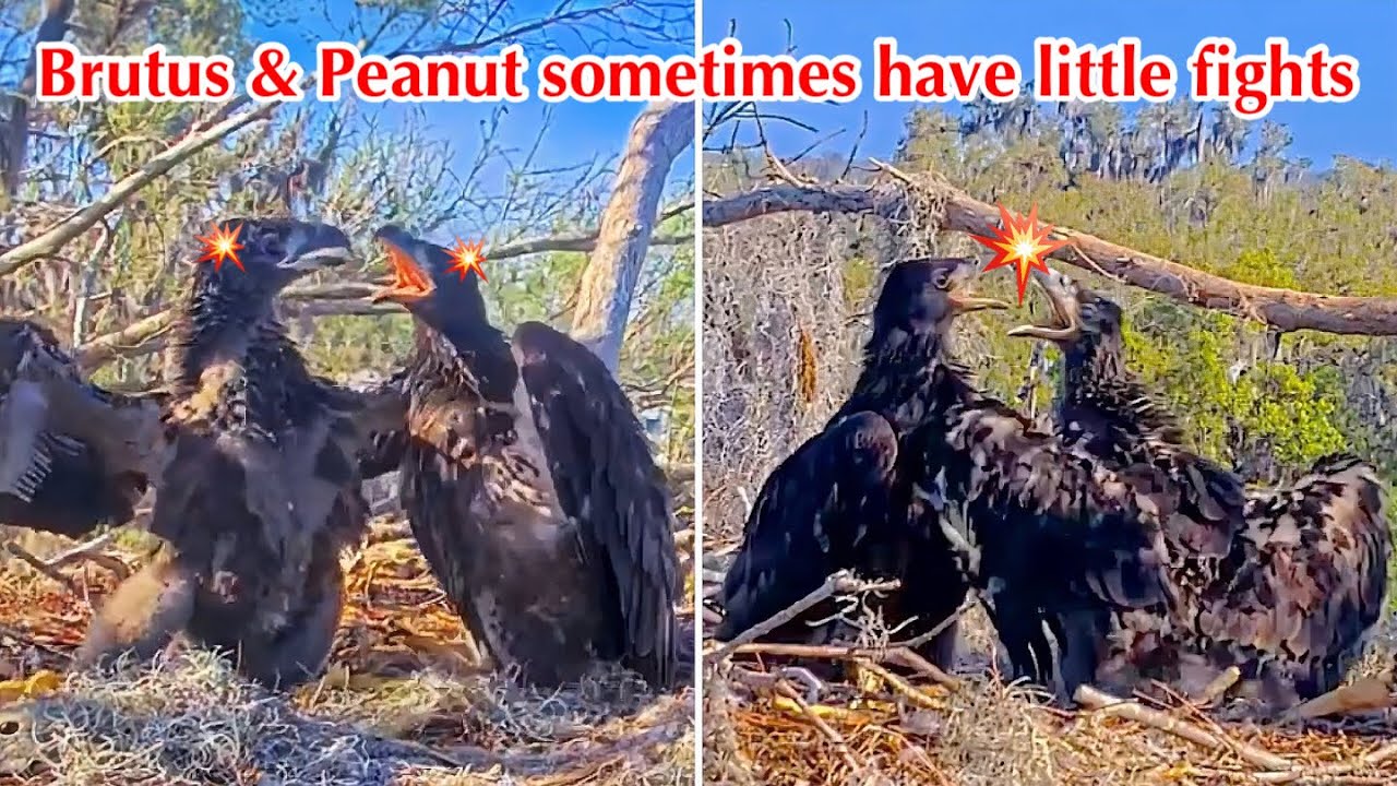 #373🦅Brutus🐥54° & Peanut🐥49°／Winter Park Eagle Nest 2026／Against All Odds:One-Eyed Mom／Wink💗Atlas
