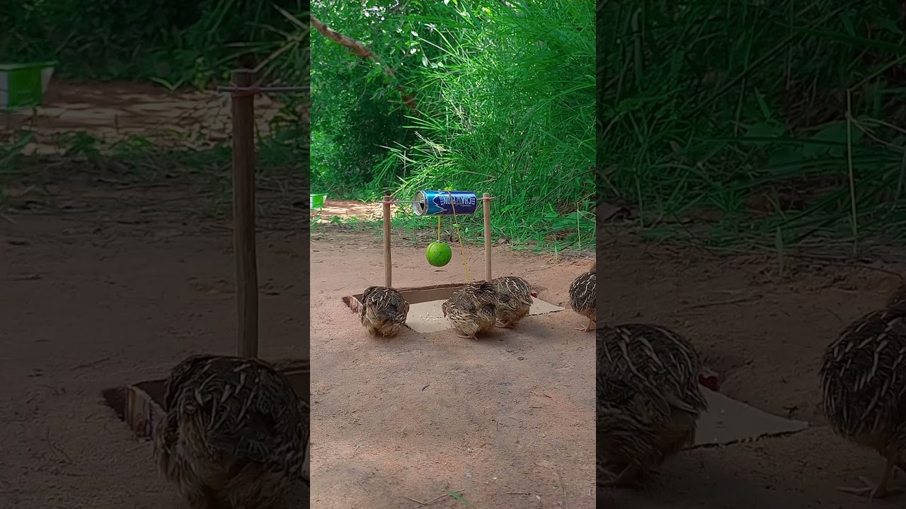 Primitive Unique Underground Quail Trapping Technique Using Orange Fruit and Trigger #shorts #trap