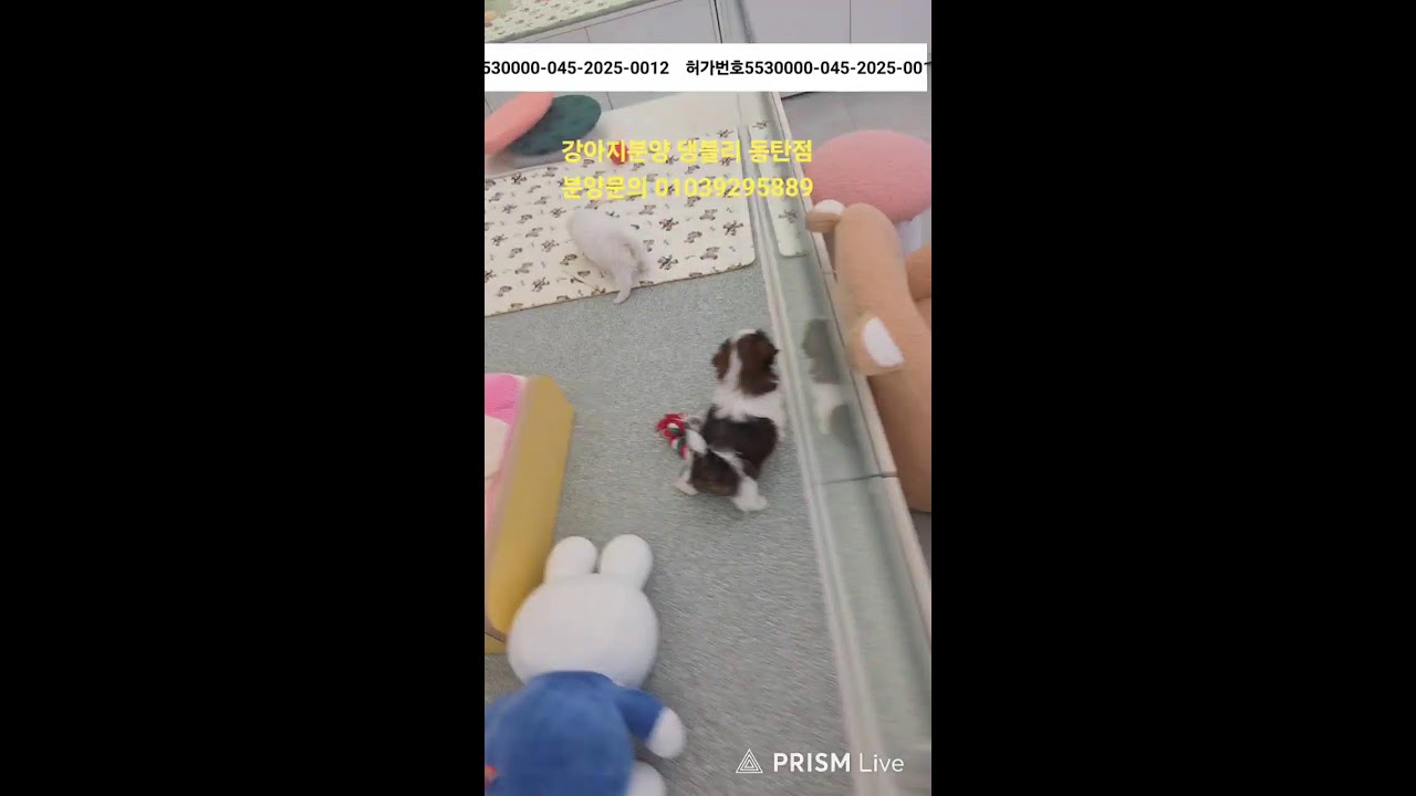 강아지분양 ♡댕블리♡ 동탄점 라이브 방송