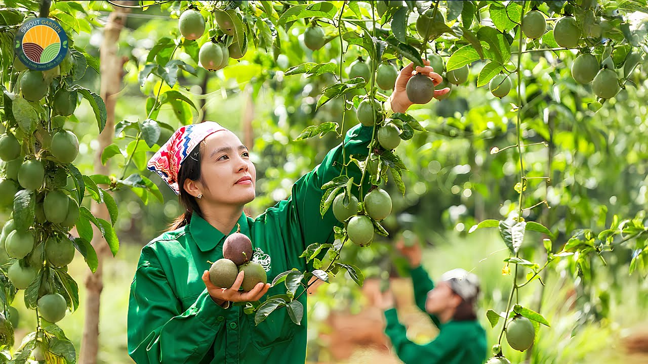 How Farmers Harvest Millions Of Passion Fruits: Processing Technology | Farming Documentary
