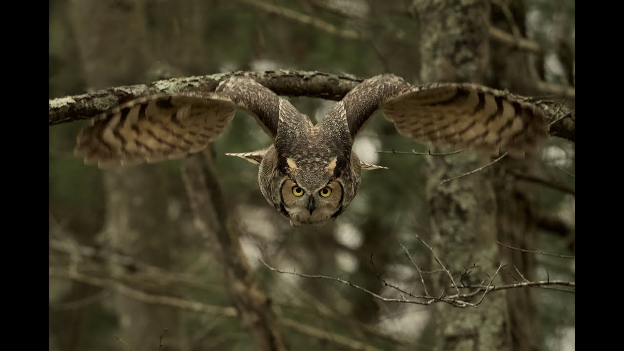 Great Horned Owl Re-nesting, 2022