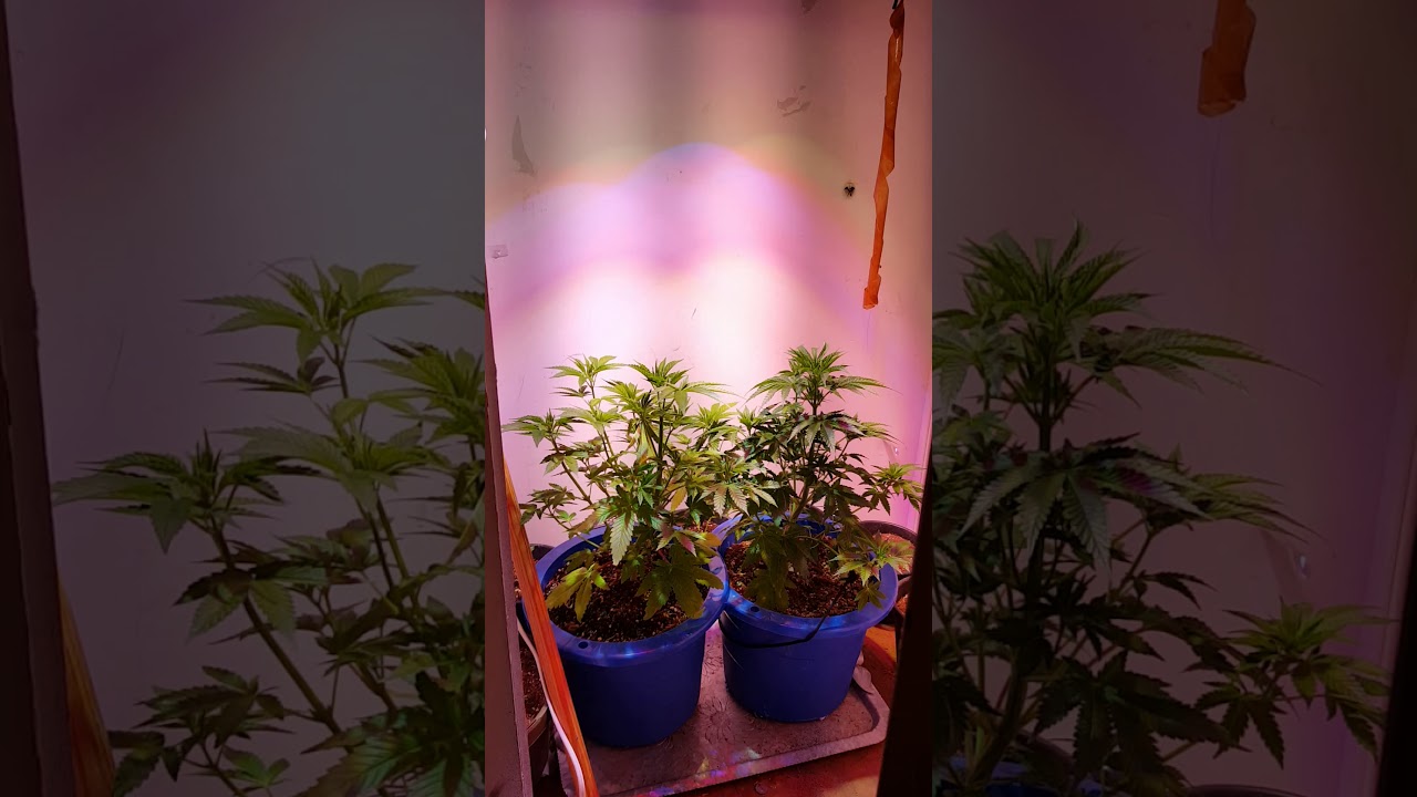 Autoflowers from ilgm.com week 6