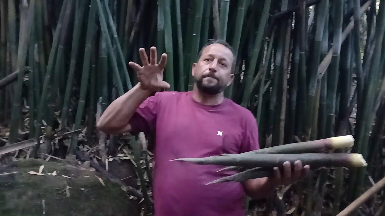 Colheita de broto de bambu 