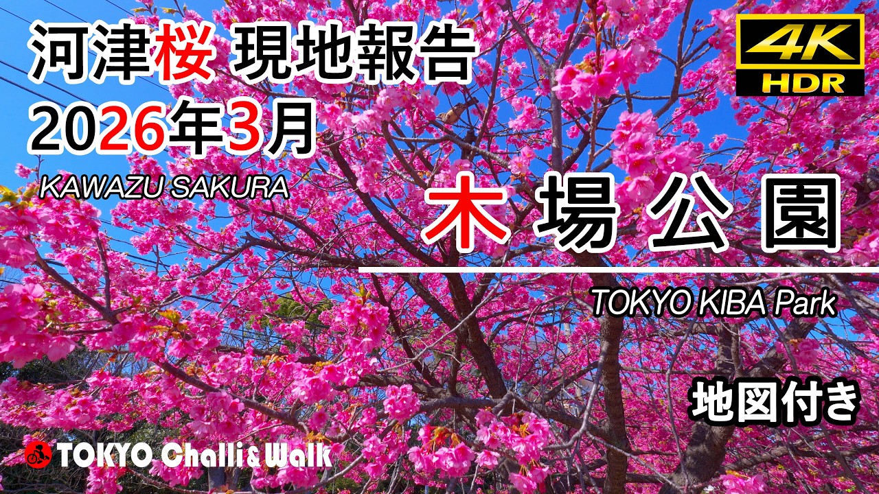 河津桜現在の状況@木場公園/4K HDR(in process)