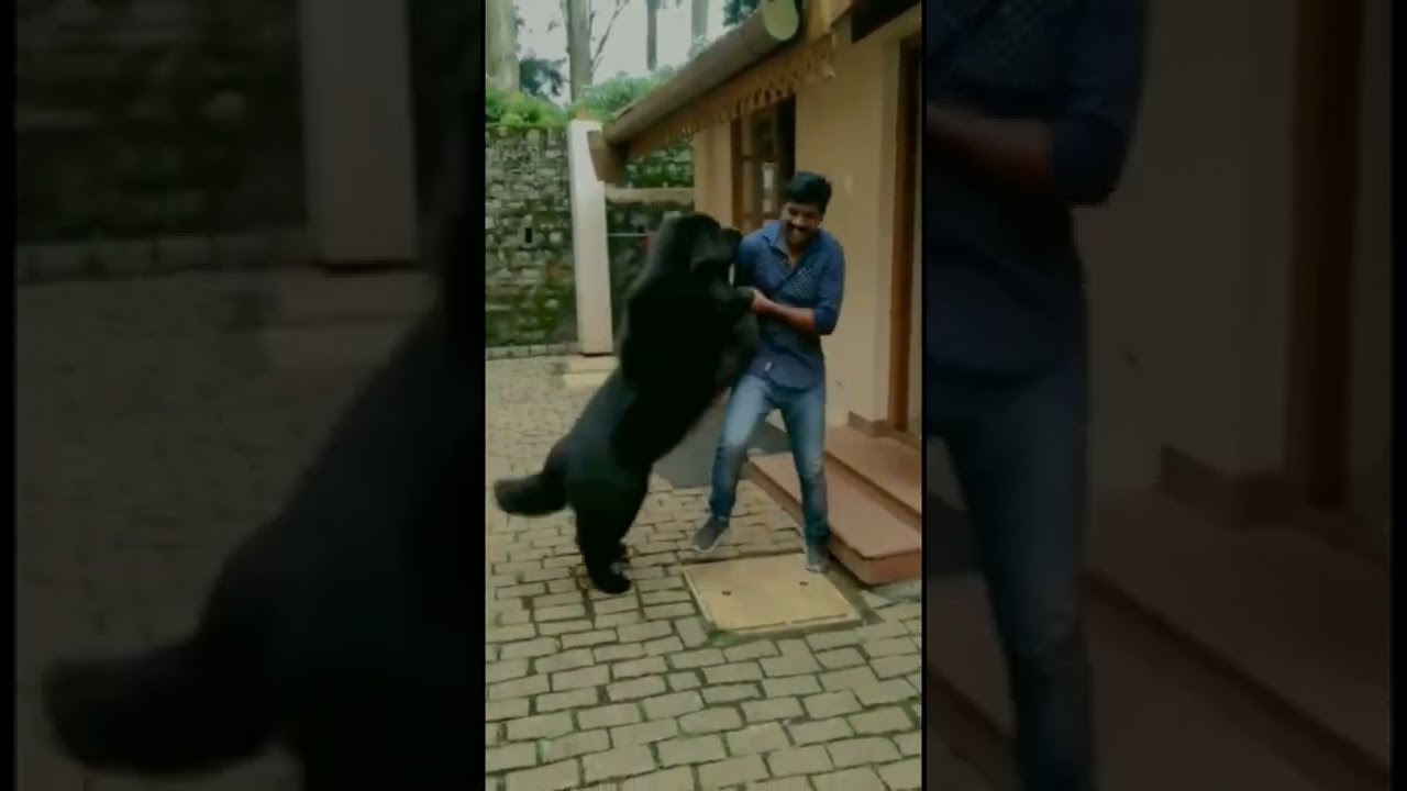 newfoundland dog kerala