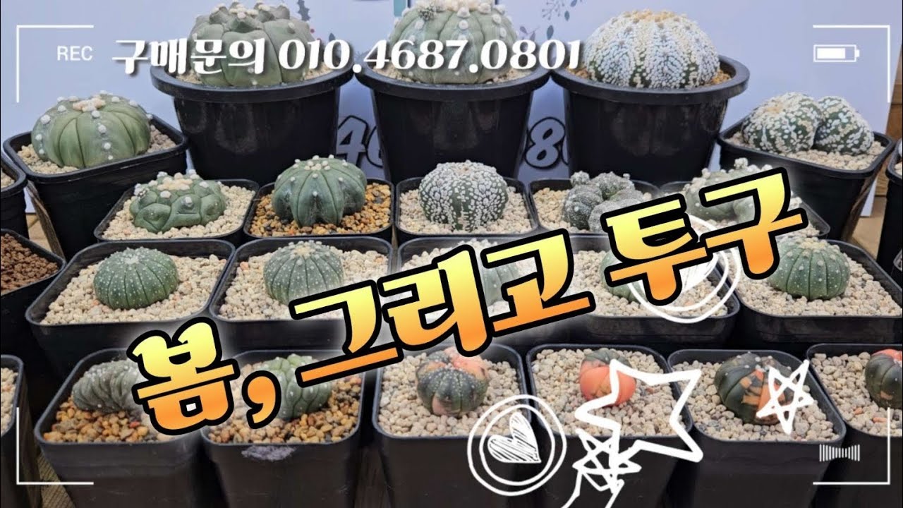 #투구선인장 #투구금 #오이보 #퍼플투구 #멀티컬러 #짐노칼리시움 #13립 #v투구  #리자드스킨철화 #귀갑투구 #슈퍼투구 #미라클 #다육식물 #다육 #다육이