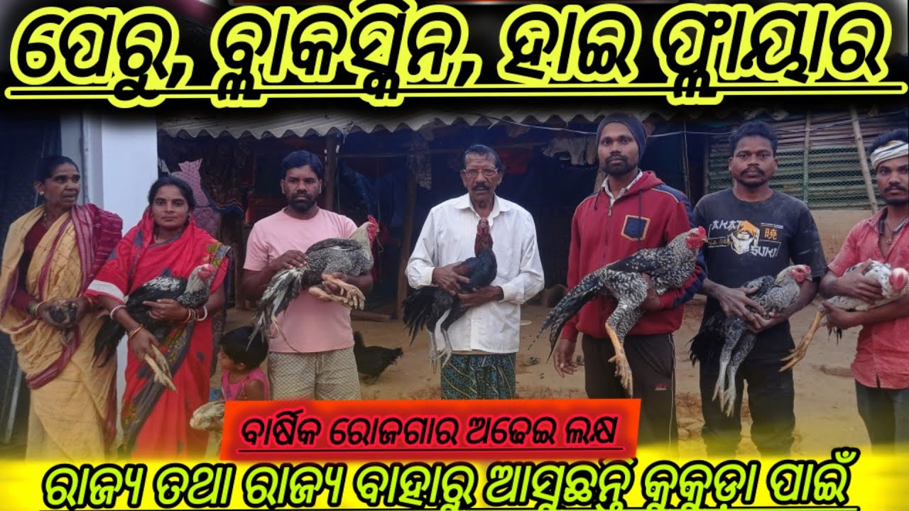 କୁକୁଡ଼ା ପାଳନ କରି ସ୍ୱାବଲମ୍ବୀ ଚାଷୀ |poultry farming in odisha ||peru ||black skin ||high flyer |