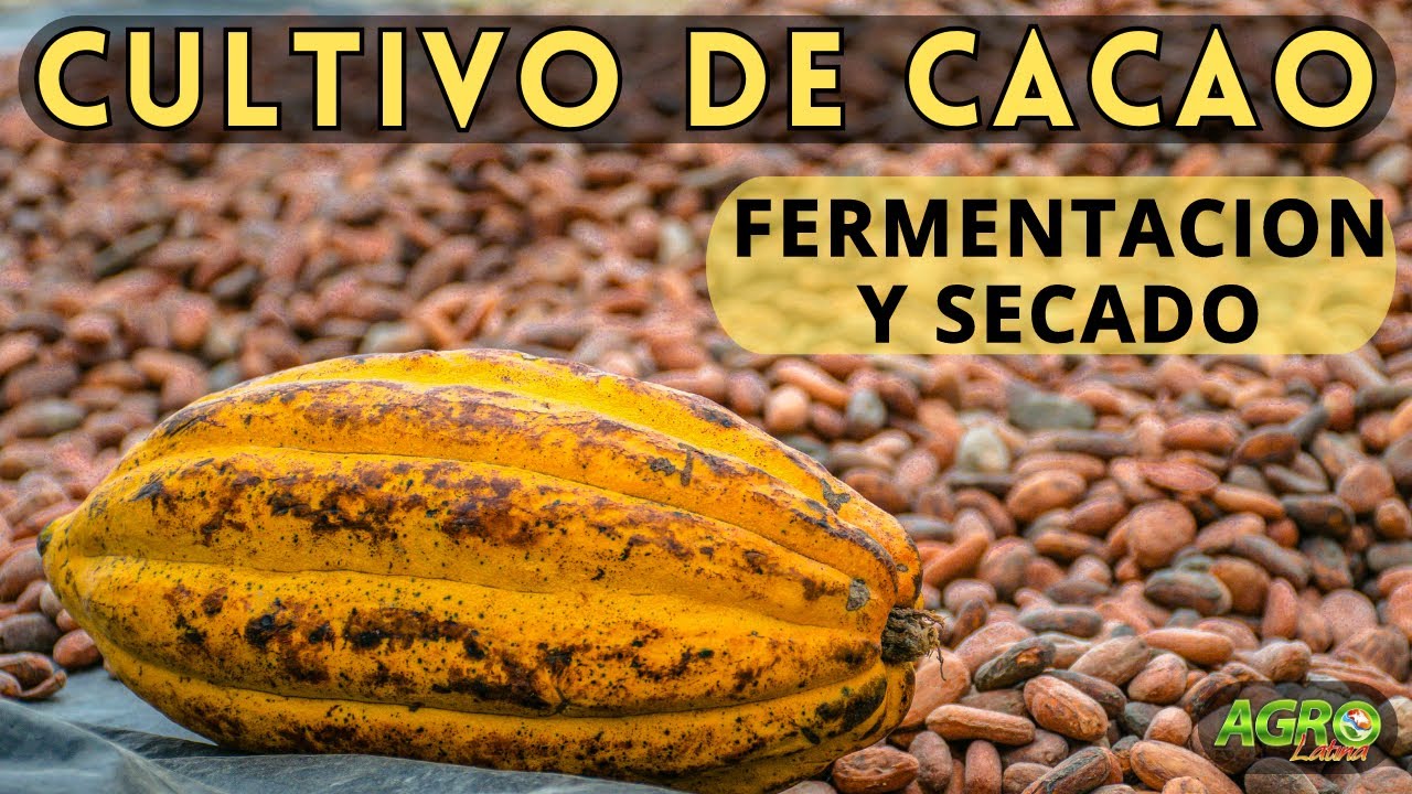 CULTIVO DE CACAO: Fermentación y Secado