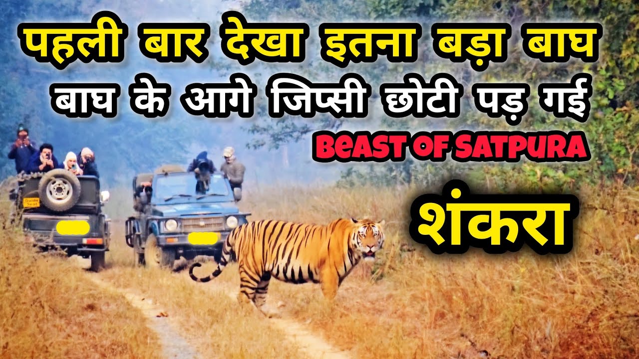 Beast Tiger of Satpura | Jungle Safari Core Zone | Satpura National Park | Churna Zone #wildlife
