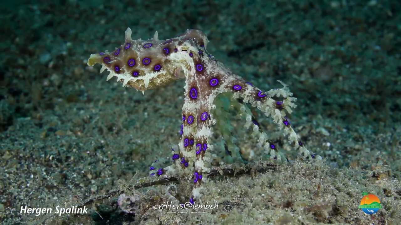 Muck Diving in Lembeh Strait August Highlights