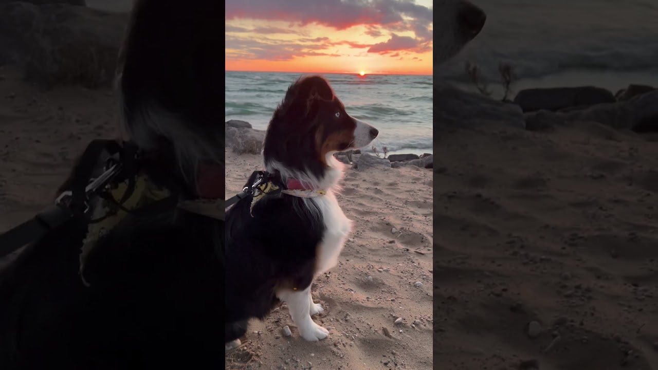 Skye our Australian Shepherd, loves to go exploring. 