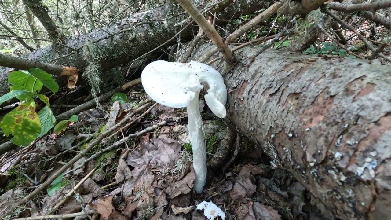 Ecology of the Ottawa Valley:  Episode 15 - Mycorrhizae and the Brent Crater