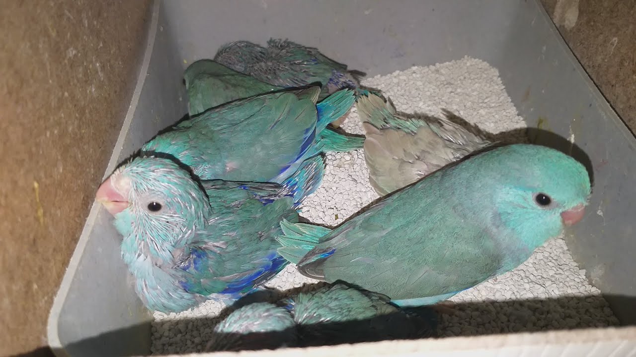 FORPUS , SEVDA ,CENNET PAPAĞANI BAKIMI VE ÜRETİMİ 🦜🐣