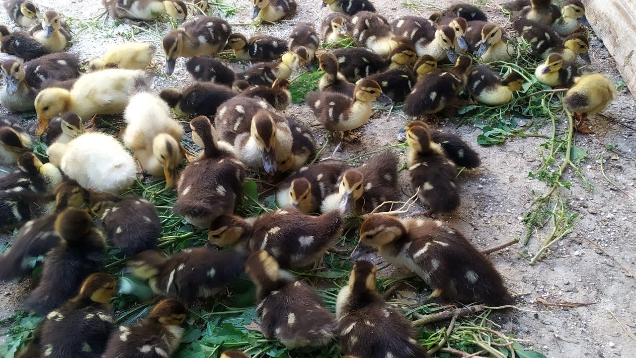 👍🦆🐣🐥🐤Indautkalarni oziqlantirish yosh jõjalarni boqish sirlari.