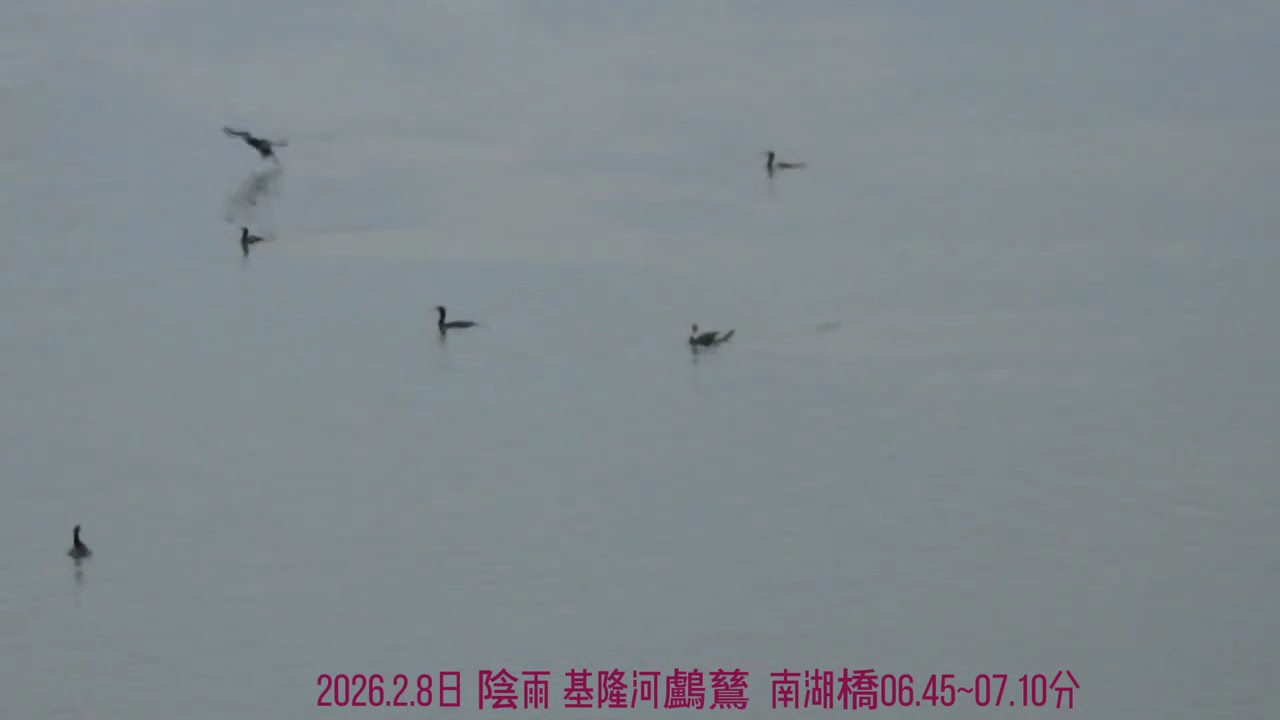 2026.2月8日 陰雨 基隆河鸕鶿