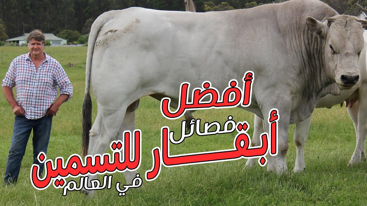 أفضل أنواع سلالات الابقار للتسمين و انتاج اللحوم - مزارع تسمين ابقار