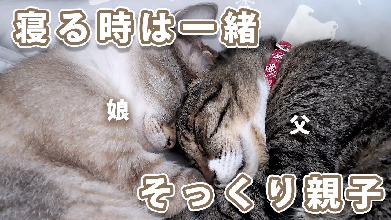 どんだけ狭くてもいつも一緒に寝る猫が可愛い
