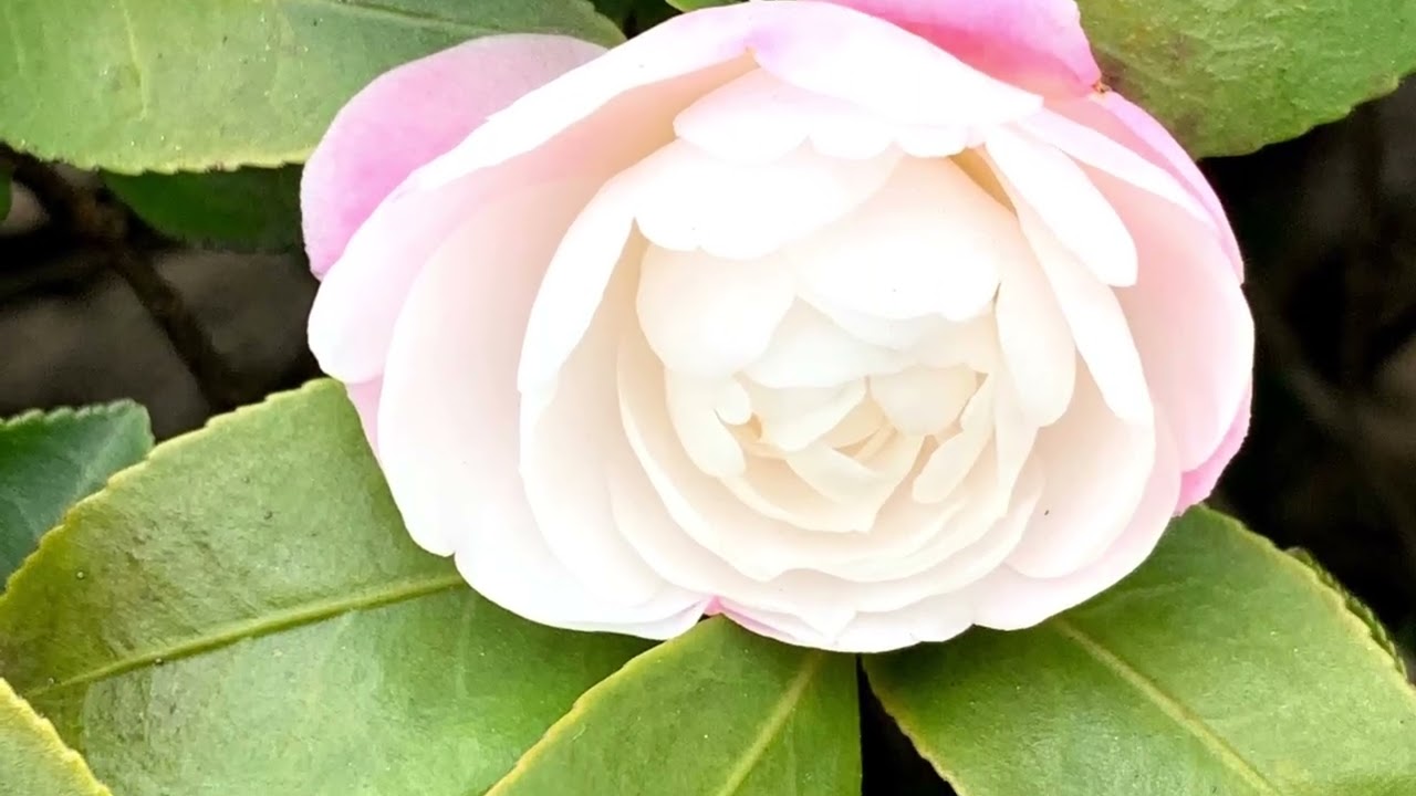 白いサザンカの花言葉は「愛嬌」「あなたは私の愛を退ける」　　　　　　　　　　　　　　　　　　　　　　　　癒しの花と音楽