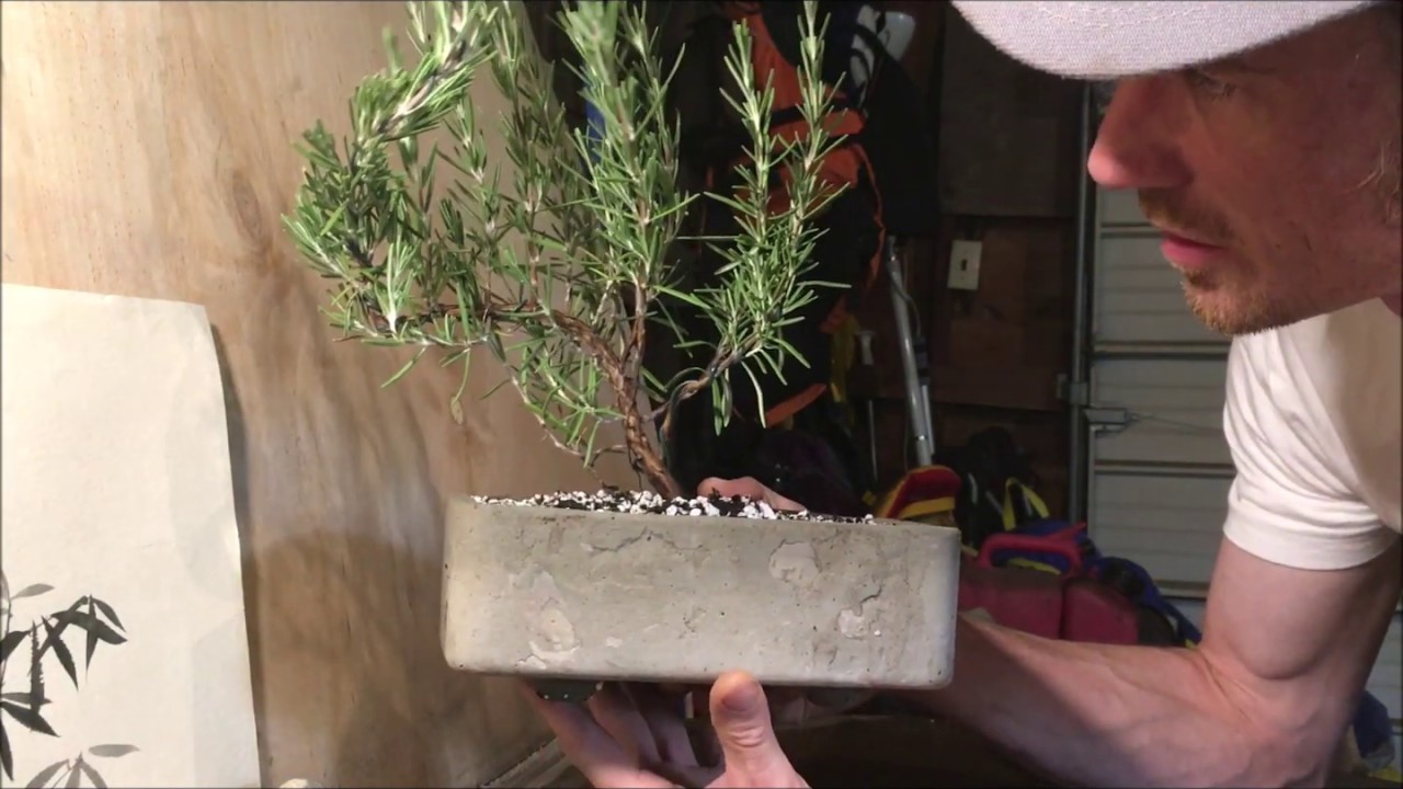 Rosemary Bonsai - Bonsai Canada