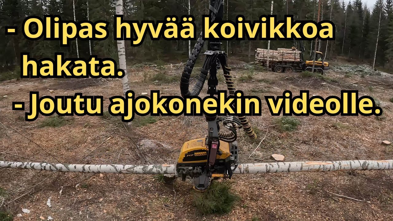 Tosi hyvää koivu uudistushakkuuta ja ajokonekin pyörähti videolla. Ponsse Scorpion K H7 AC FC