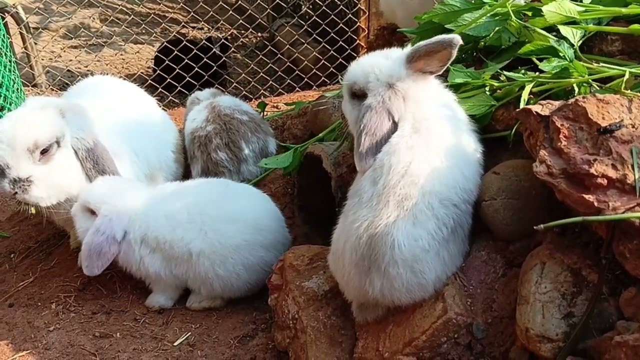 ดังนั้นได้โปรดน่ารักต่อไป