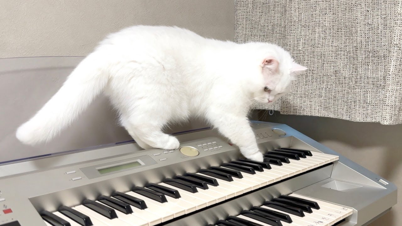 猫を姉の家に連れて行ったらやりたい放題してました…笑