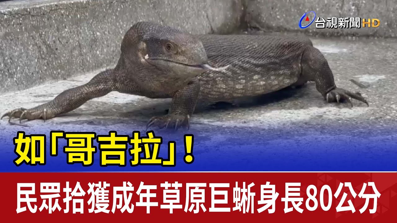 如「哥吉拉」！ 民眾拾獲成年草原巨蜥身長80公分