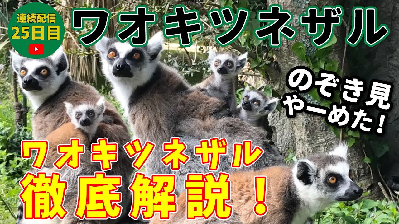【連続配信25日目】覗き見動物生配信アーカイブ【ワオキツネザル】