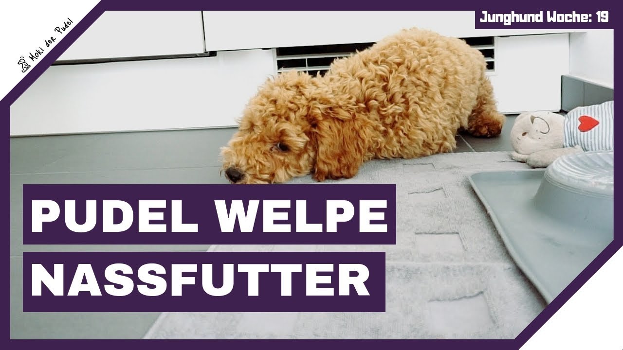 Pudel Welpe isst Nassfutter nach Zahnwechsel – „Brunchen mit Teddy“