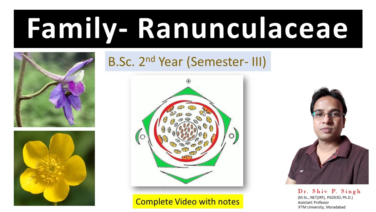 Family Ranunculaceae |