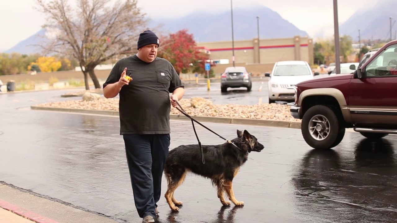 TYD60 Moment Step Back Recall- Fixing Dog Aggression