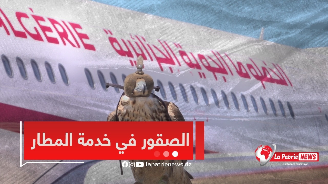 #روبورتاج🎥 صقورٌ في خدمة المطار🦅.. تجربة لتعزيز السلامة الجوية ✈️