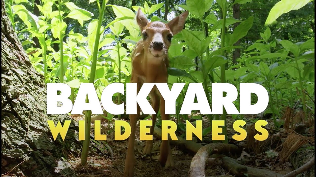Backyard Wilderness | IMAX Trailer (2018)