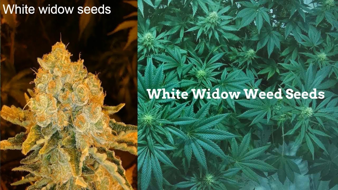 white widow marijuana seeds - #1 Cannabis Seeds For sale
