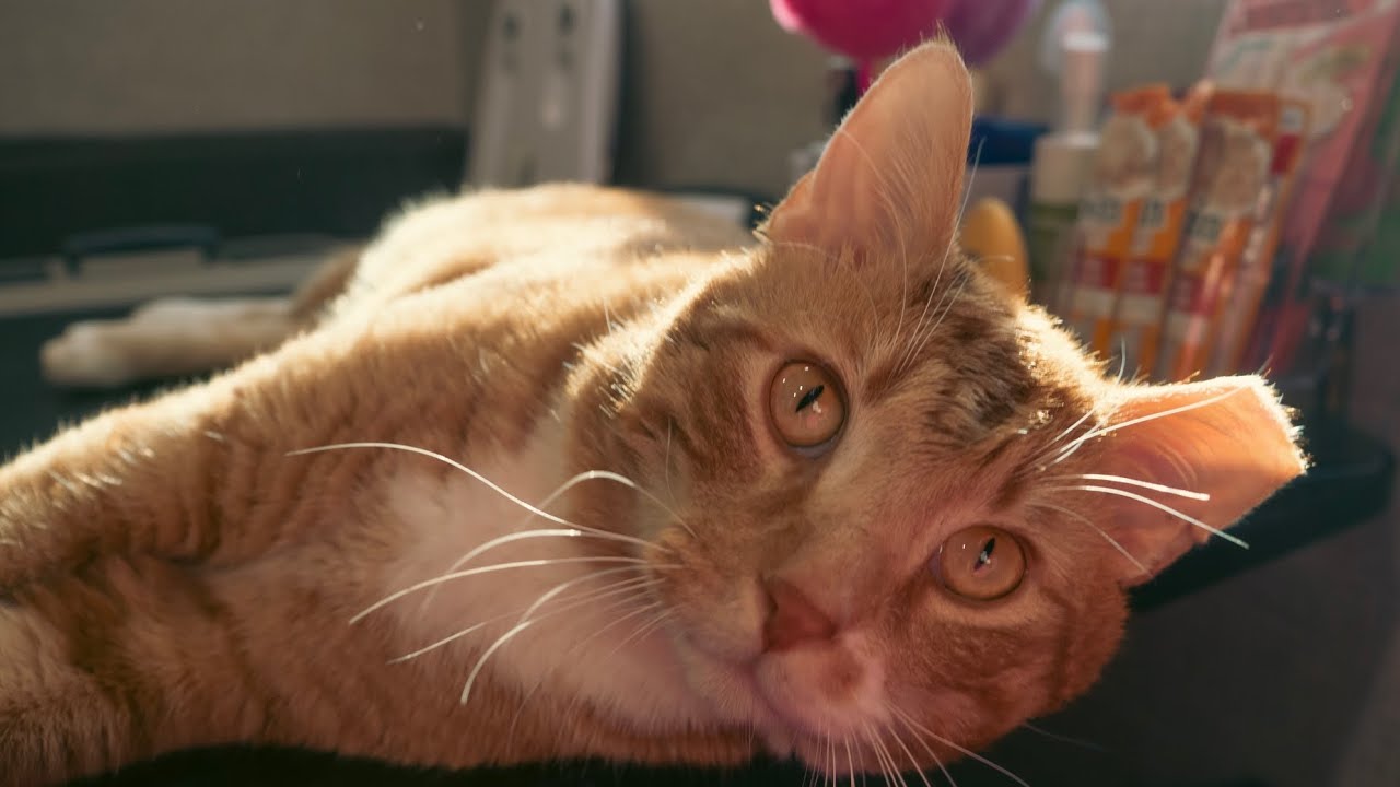 Miraculous Mr. Max