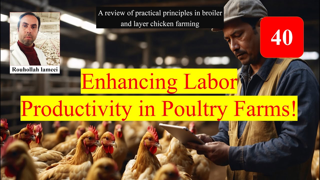 Enhancing Labor Productivity in Poultry Farms!   #PoultryLabor #FarmProductivity
