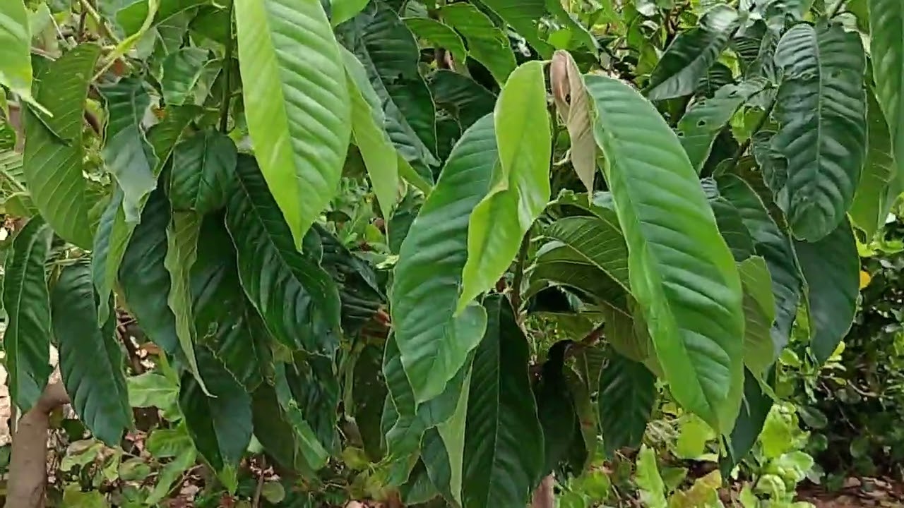Atualização frutíferas 23-02-26