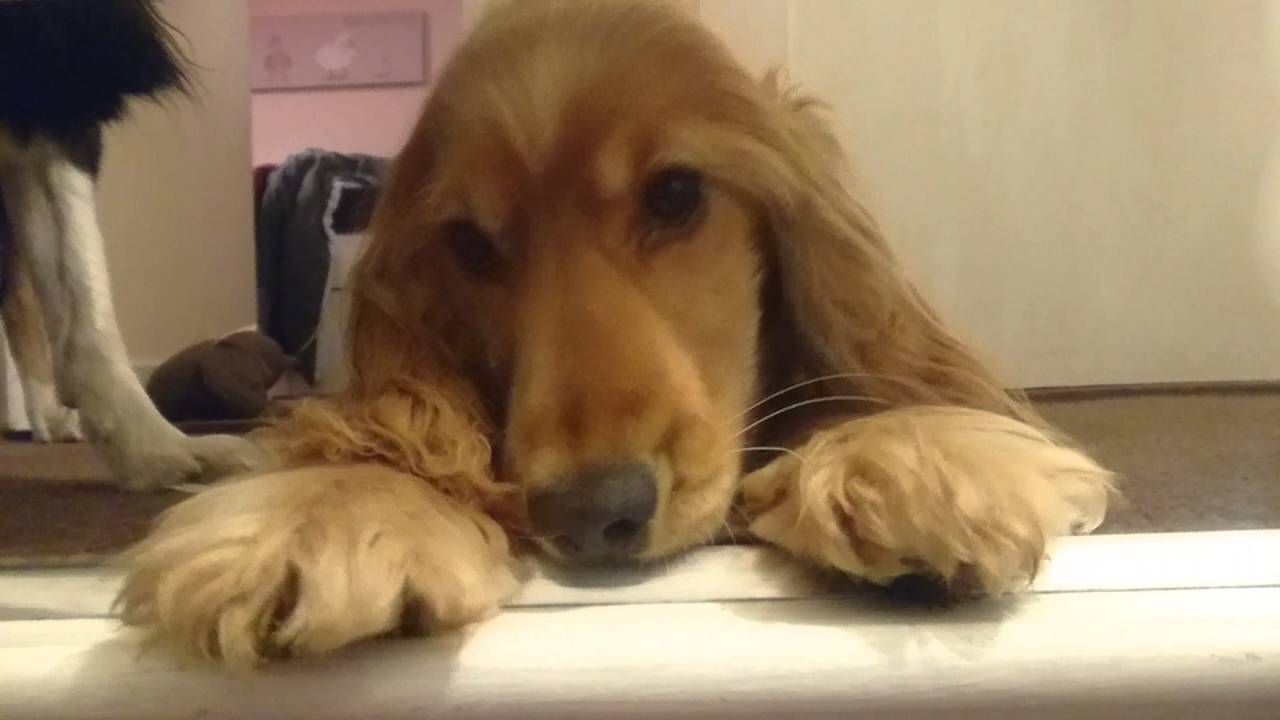 Very Cute Cocker Spaniel Playing