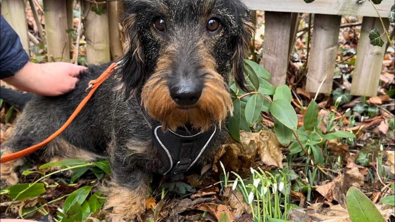 Flower-loving dachshund finds first snowdrops #TeddyTheDachshund