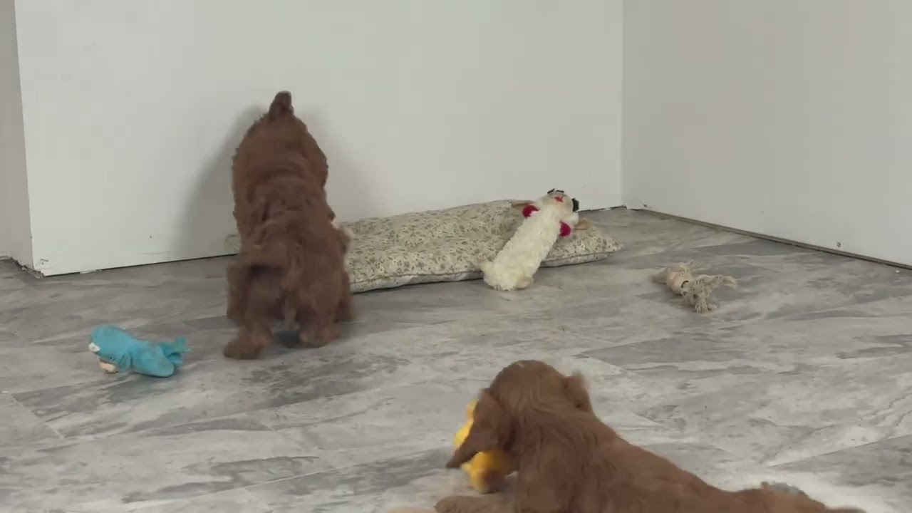 Cavapoo Puppies @ 7 Weeks Old