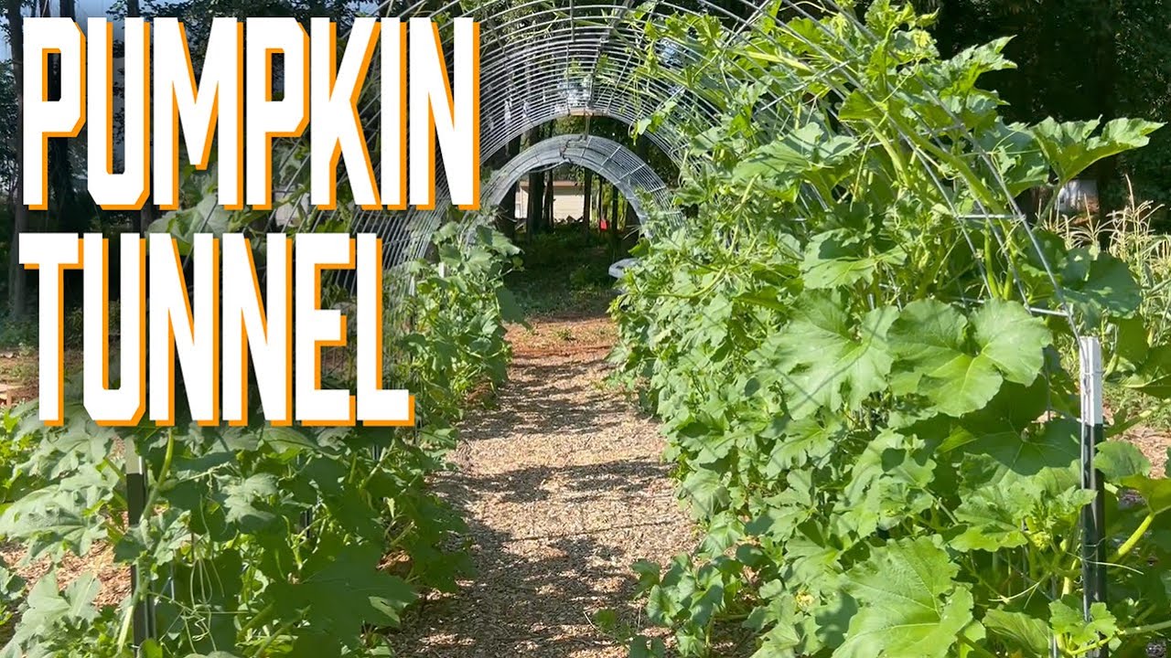 DIY Walk-through Trellis