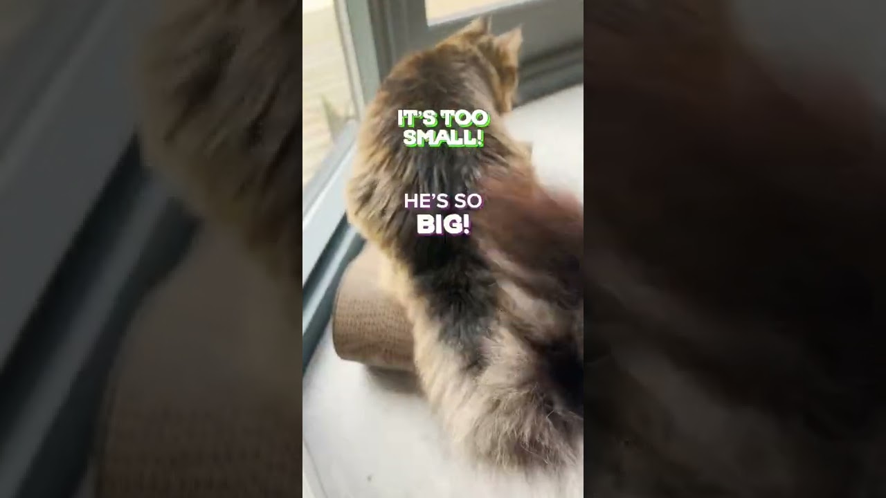 The cat scratcher saga