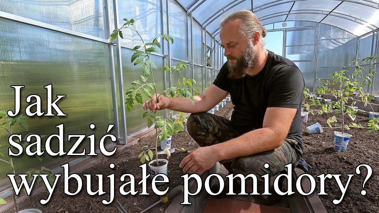 Jak sadzić wybujałe pomidory? Ratowanie słabych, wybiegniętych sadzonek pomidora.