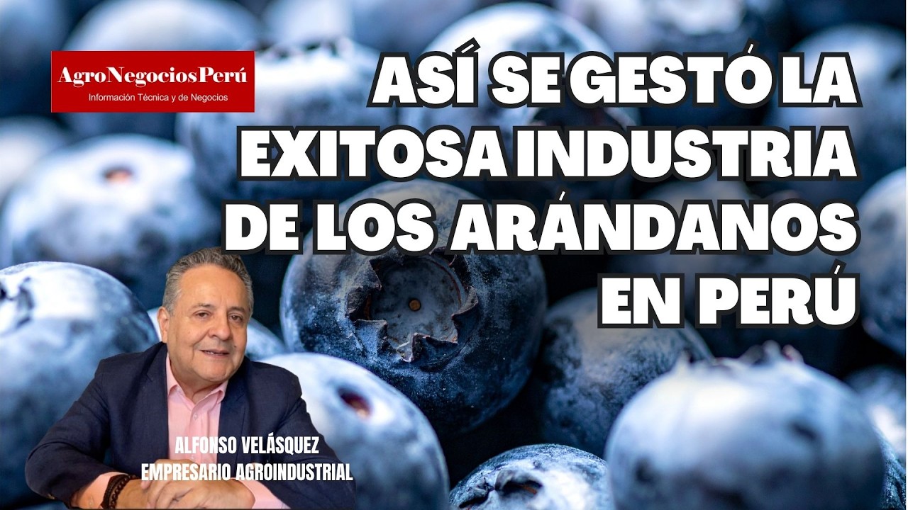 Los secretos detrás del milagro de los arándanos en el Perú.