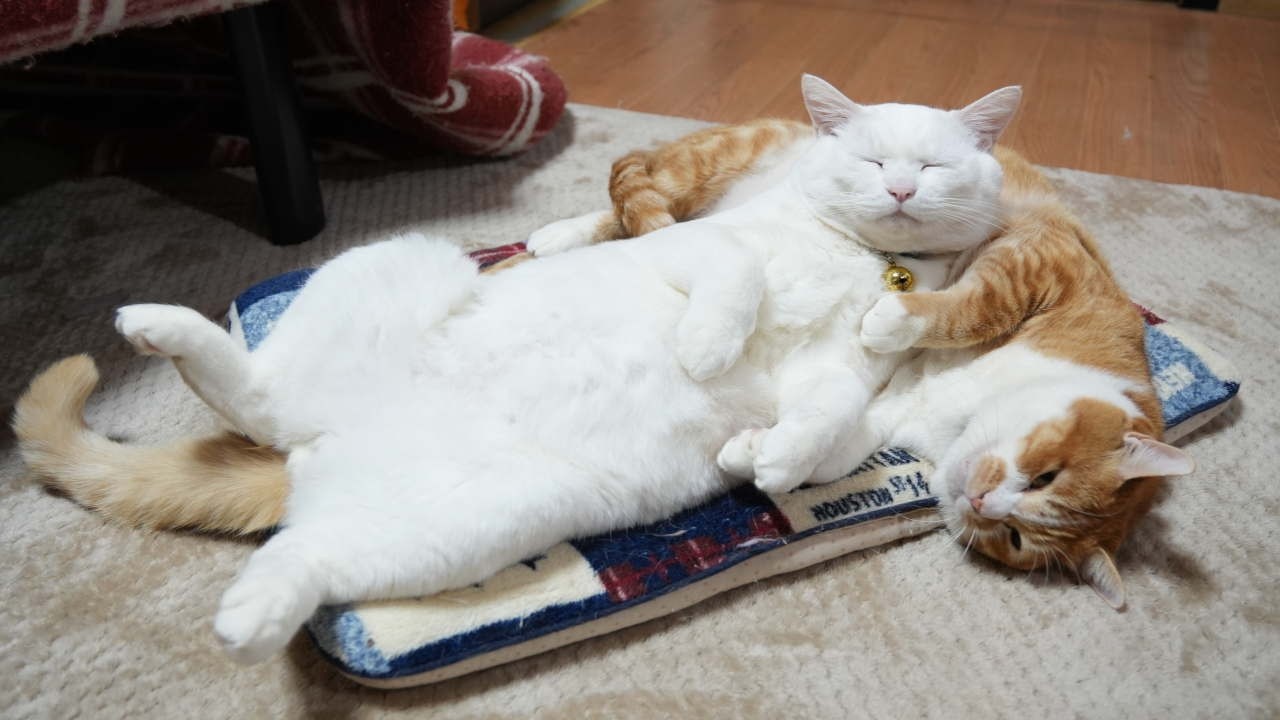 ぼー枕のしらたま　260310