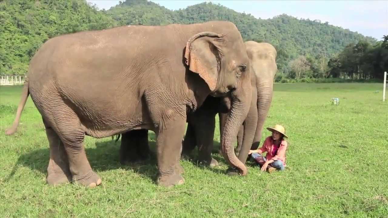 Elephant Nature Park in Mae Taeng, Thailand