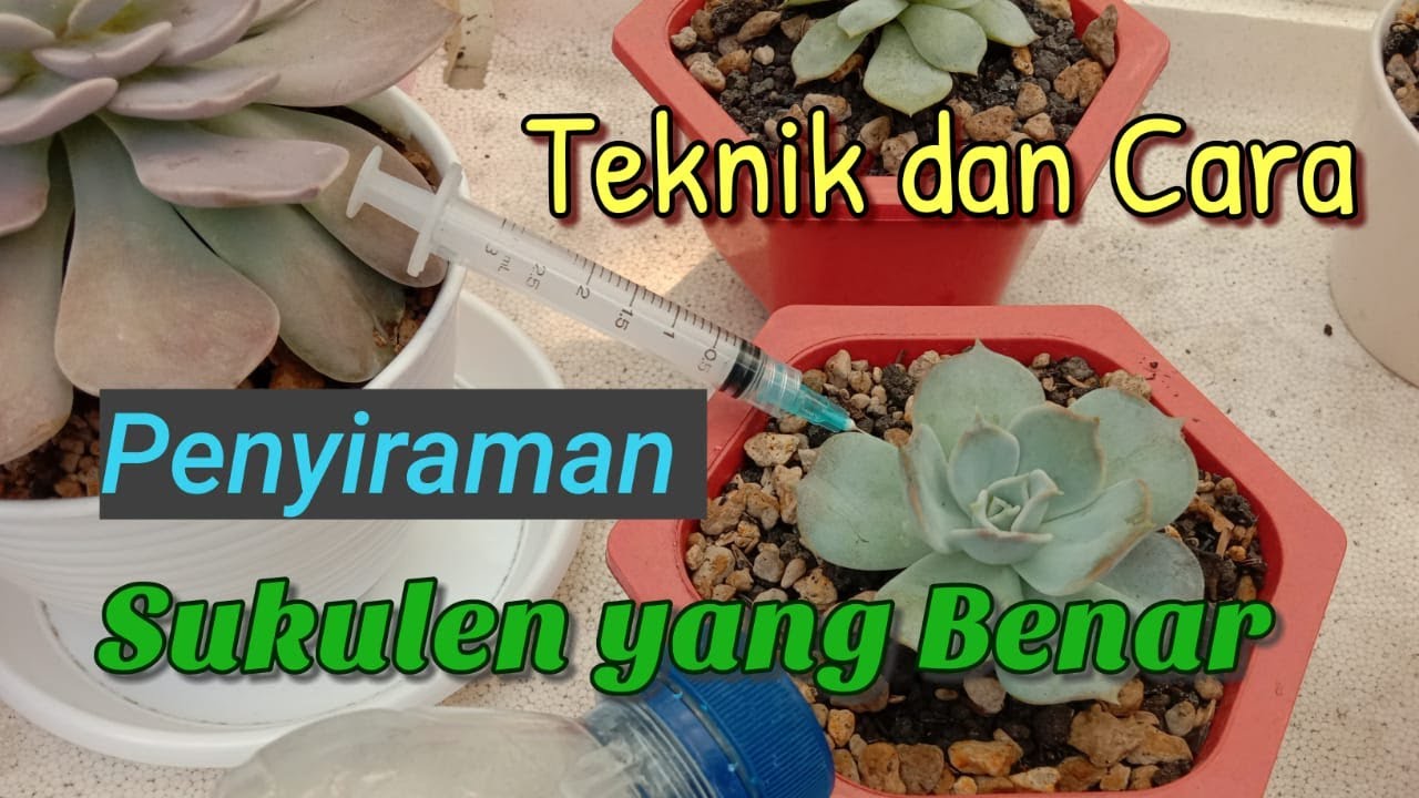 Teknik Dan Cara Penyiraman Tanaman Sukulen Yang Benar